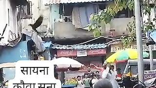 Crow attack