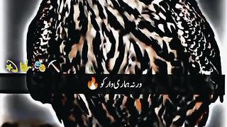 Febspot 8