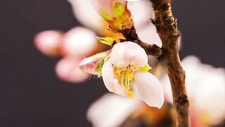 Apricot flower