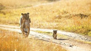 Mother's love is universal. Lioness carrying lion cub in mouth on wildlife reserve road