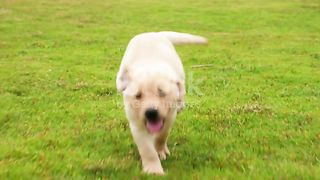 Lovely puppy Labrador running to the camera on the lawn,