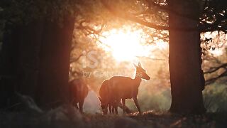 Herd of Female Red Deer hy