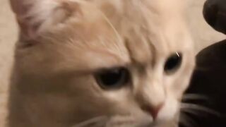 Cat Cute