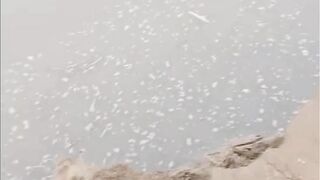 Flood in river heavy rain system in pakistan