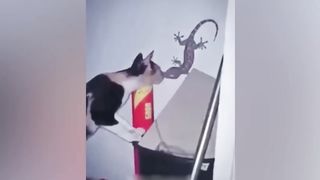 Funny cats and dogs that will make your day!