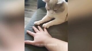 Funny animal video 11