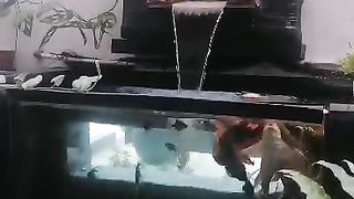 Ikan hias kolam kaca