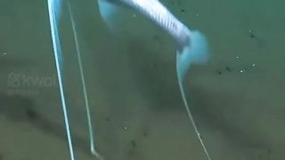 Fishing 20