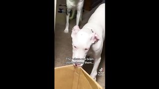 Funny TikToks That Had Me In Tears | TikTok Compilation