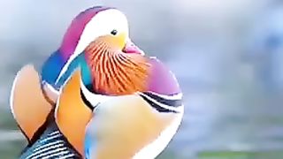 The Mandarin Duck