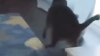 FUNNY CAT CRAZY