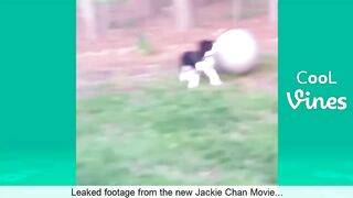 Try Not To Laugh Challenge - Funny Cat & Dog Vines compilation 2023 7