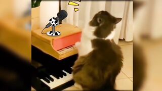 100 short funny and cute animal clips