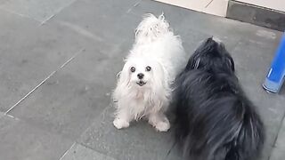Black or white