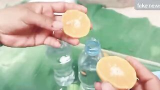 Tips for planting mangoes within 75 days have been fruitful