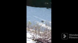 Animals vidéo drôle