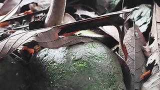 Mushroom