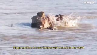 Horrible! Angry Mother Hippo Attacked The Lion Because Lion Killed The Baby