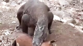This is How Komodo Dragons Eat