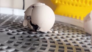 Chicken eggs hatch