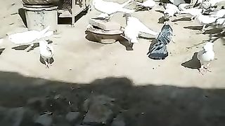 Fast flying birds