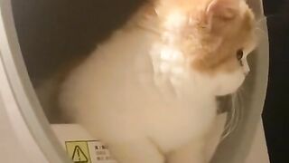 cute orange cat