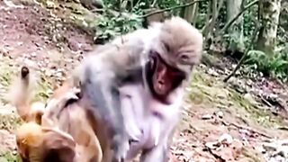 Baby monkey shorts #shorts
