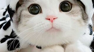 cute animal behavior