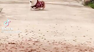 Very funi video please watch tha end and chenal subscribe krna