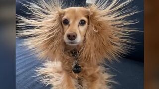 The funniest animals / Fun with cats and dogs 2023 / LA #137