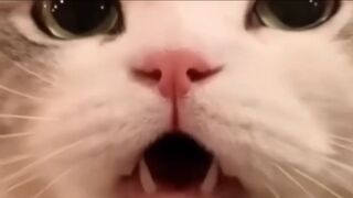 Kelucuan dan keunikan hewan kucing di dunia