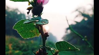 Gambar di pagi hari