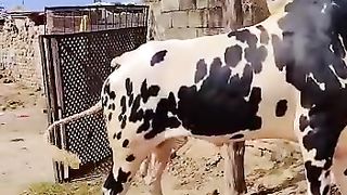 Beautiful cow ahow