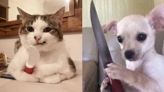Funniest Dogs And Cats Videos ???? - Best Funny Animals Videos 2023????