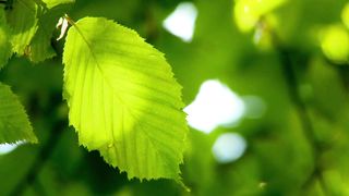 tropical leaves