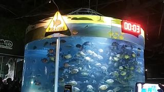 Feeding Piranha at Seaworld Indonesia 2023