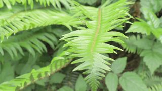 Fern Leaves