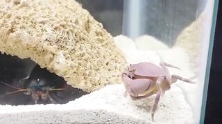 Mantis Shrimp And Big Crab Fighting!