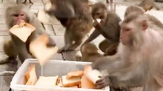 Finally the little monkeys too hungry？