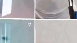 Insects