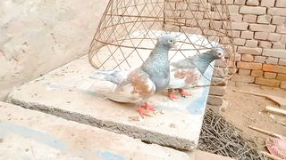 Beauty full Pigeon Local Pakistan