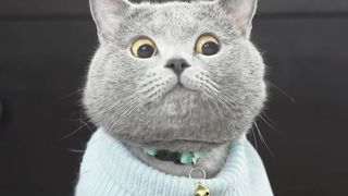 The Ultimate Viral Cat Video