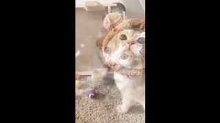 lovely and cute cat.