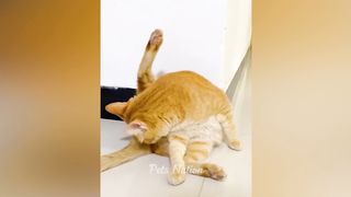 Try Not To Laugh ???? Funniest Cats and Dogs 2023 ???????? Part 5 | Pets Nation