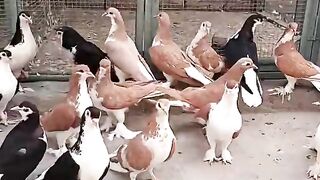 Beauty full Pigeons