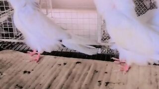 Beauty full Pigeon Local Pakistan , Khubsurat Kabotar Pakistani,  Village Beauty, House Birds