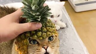 It's your favorite pineapple cat