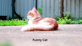 Cute yellow cat