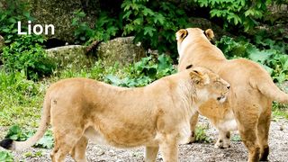 Two lions