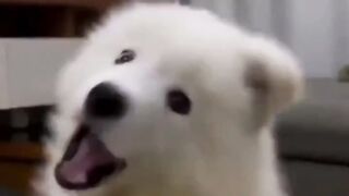 Uh-huh. I can't take it. I can't take it. It's so cute